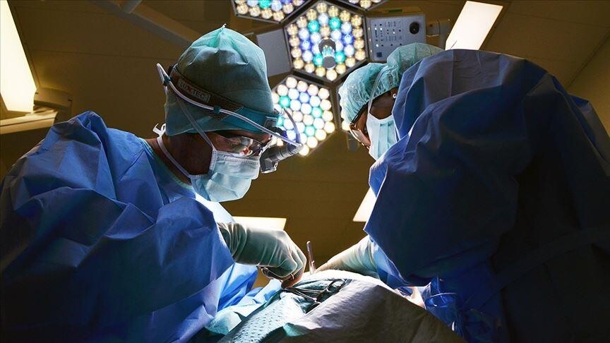 Kina realizon transplantin e parë në botë të mëlçisë dhe veshkave, nga derri te njeriu