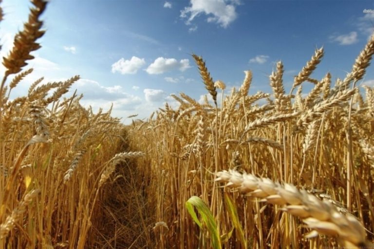 Kostot e larta ‘zhdukin’ prodhimet vendase, bie ndjeshëm kultivimi i grurit në qarkun e Fierit